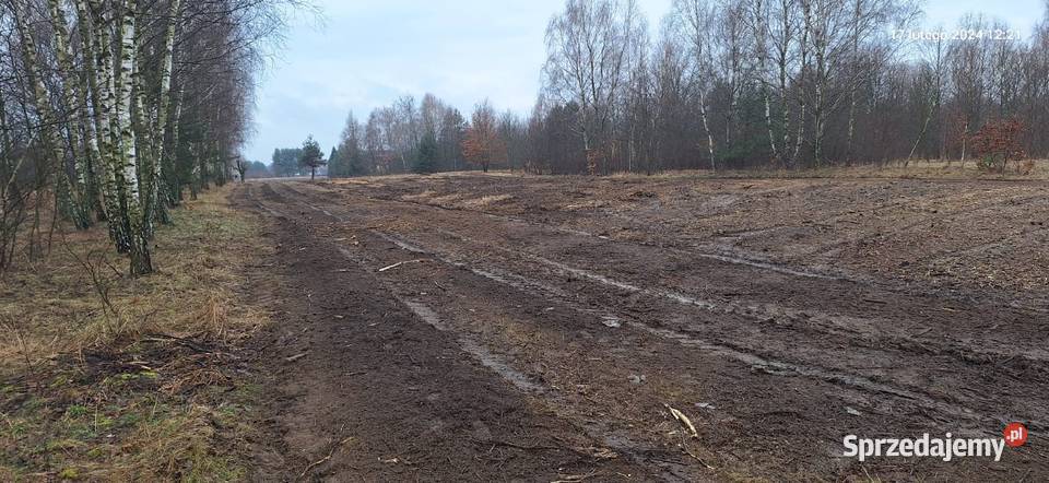 Wycinka drzew Czyszczenie działek Mulczowanie