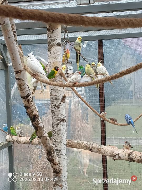 mam na sprzedaż nimfy różne mutacje Żabnica