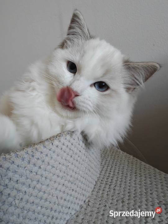 Kocięta Ragdoll towarzyskie hodowla 12 lat