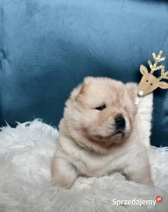 Chow chow FCI ZKwP Pozostałe