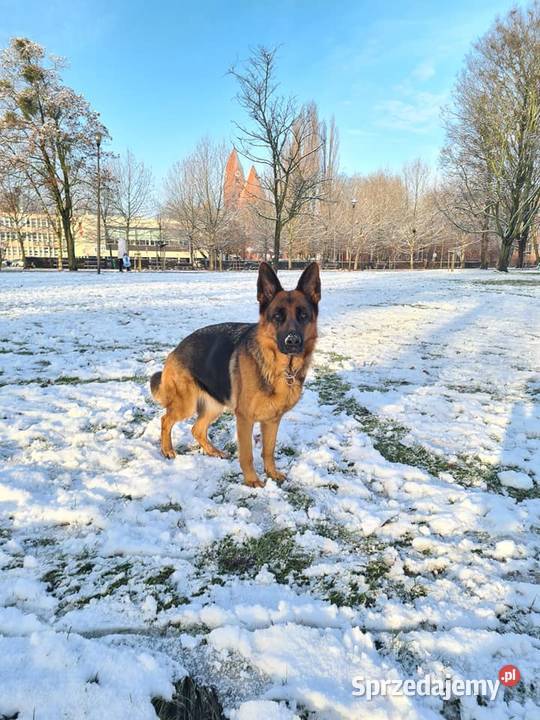 Owczarek Niemiecki ZKwP FCI Ostrów Wielkopolski sprzedam