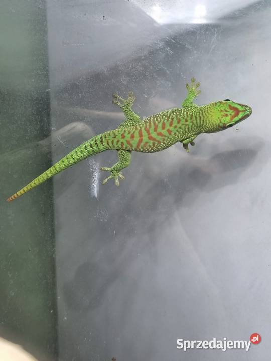 Gekony Madagaskarskie Grandis Kraków