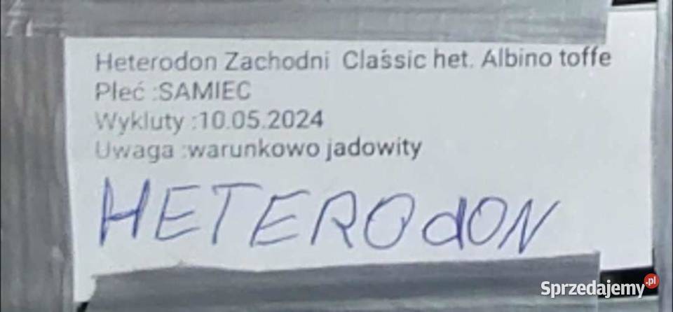 Heterodon Szczecinek