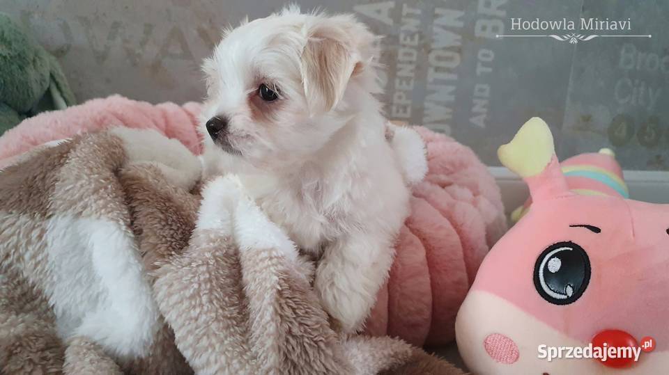 Maltańczyk sunia ZHPR UCI Mierczyce