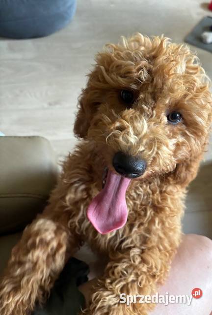 Samiec labradoodle mini f2 apricot Gryfice