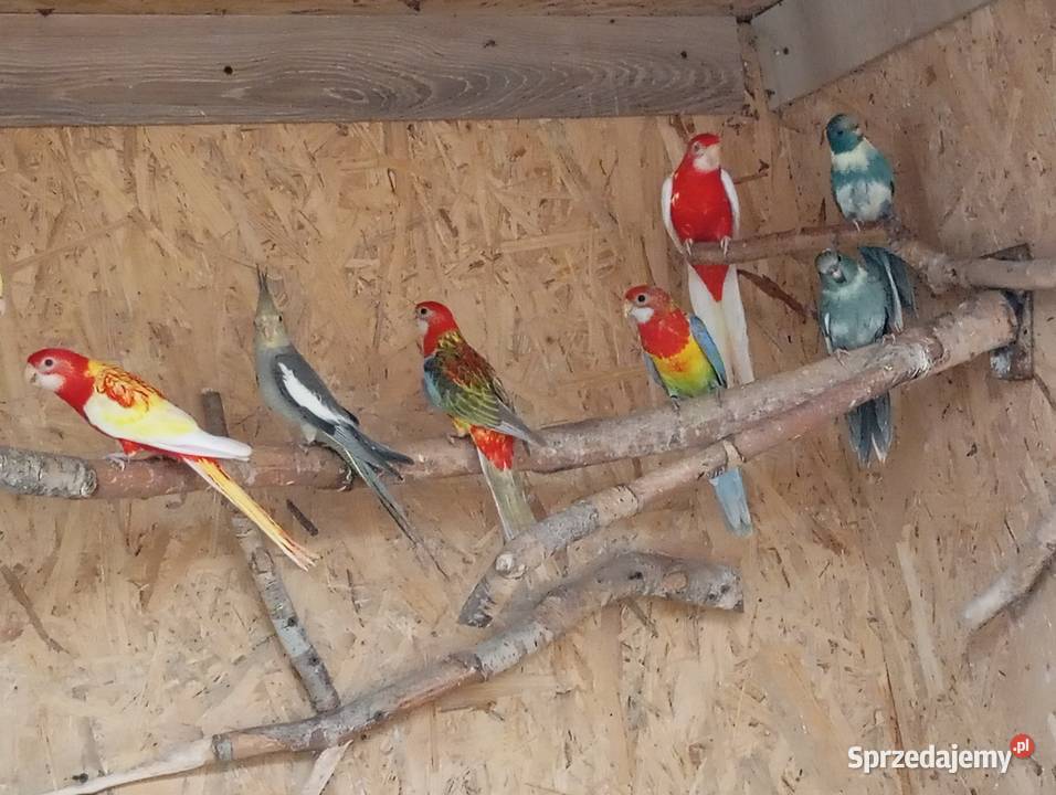 Sprzedam papugi rozelle królewskie białolicekozy