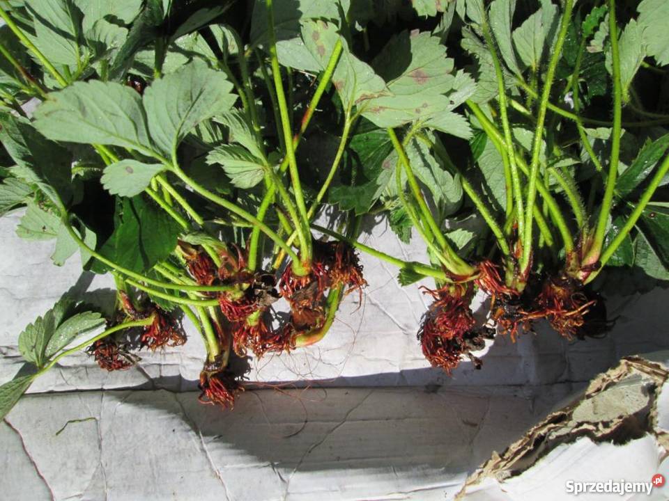 sadzonki truskawek Łódź