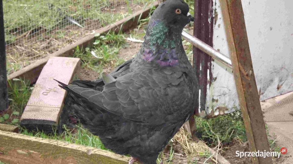 sprzedam gołębie podkarpackie Podborze