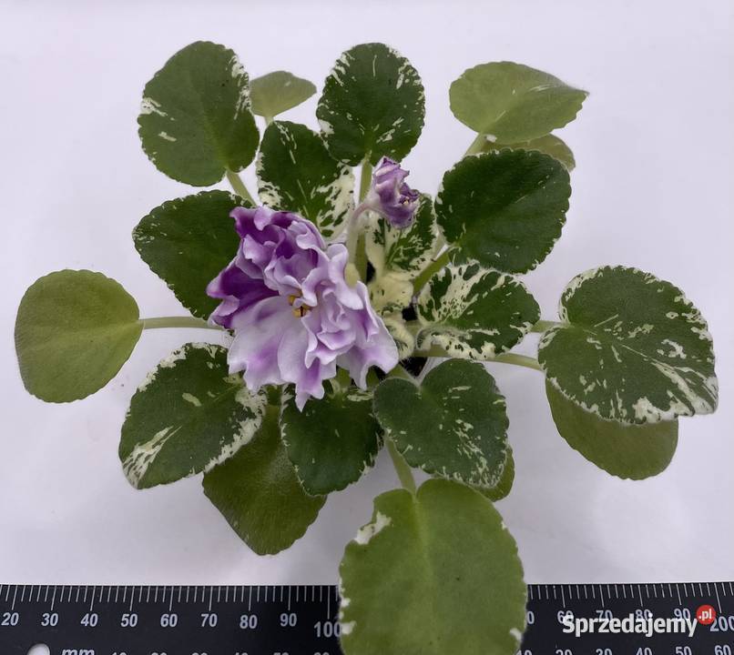 Fiołek afrykański kwitnąca sadzonka Rośliny