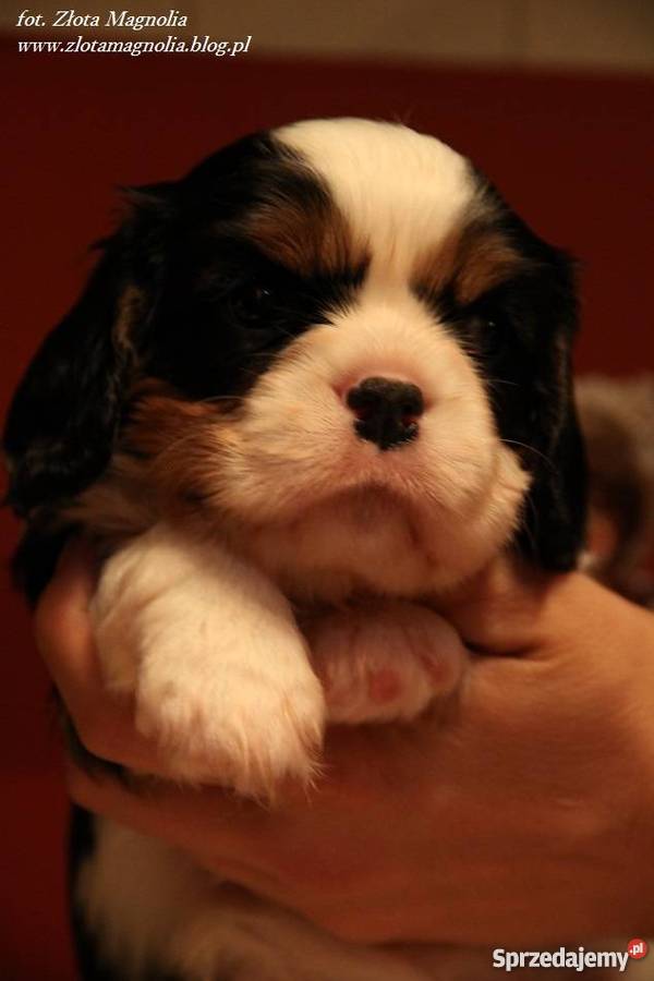 Cavalier King Charles Spaniel FCI Katowice