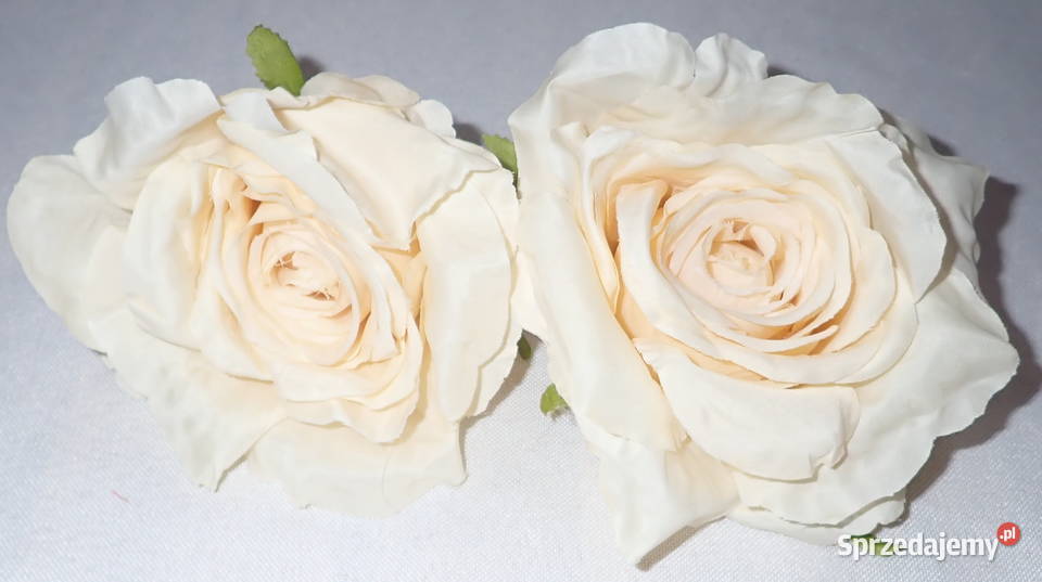 Róże rozwinięte różne kolory 1 śr 115 LA623 Siewierz