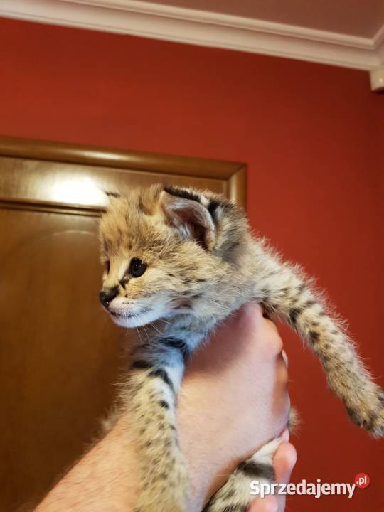 Serwale Afrykańskie Leptailurus serval młode Katowice