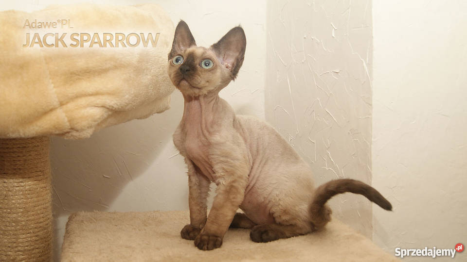 Niesamowity kocurek Devon Rex czekoladowy point
