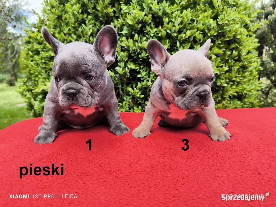 Piękne szczenięta Buldogi francuskie Buldożki opolskie Namysłów