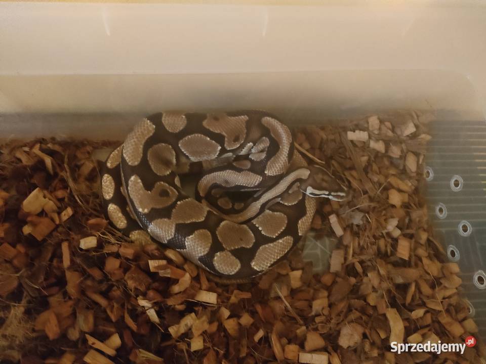 Pyton królewski podkarpackie Stalowa Wola sprzedam