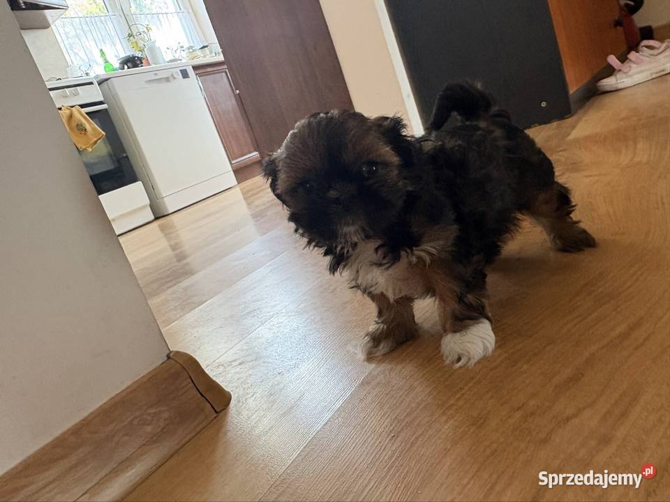 Suczka Shih Tzu Lipa sprzedam