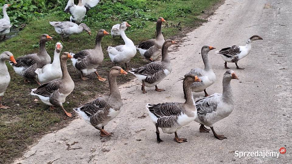Gęsie gąska gęsiory różne Tyszowce