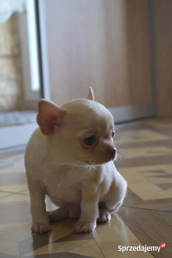 CHIHUAHUA ŚLICZNY MALUTKI PIESIO Warszawa