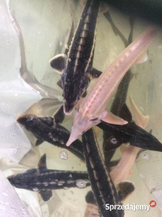 Ryby narybek Karpia karp Lin Karaś koi złoty Kleczew