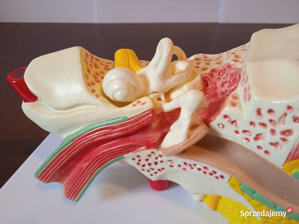 Medycyna model budowy ucha ludzkiego 3częściowy Poznań sprzedam