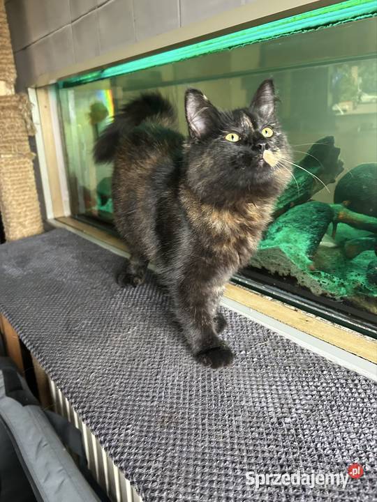 Koteczka Norweska Leśna Rybnik