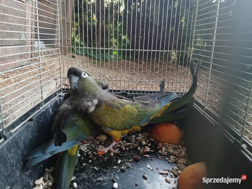 Sprzedam papugi aleksandretty patagonki rozelle Kuczki-Kolonia