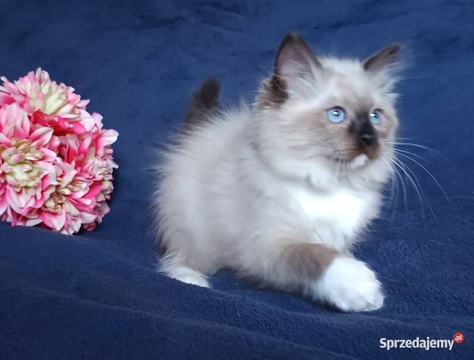 Koty Syberyjskie Neva Masquerade LUKRECJA Kwilcz