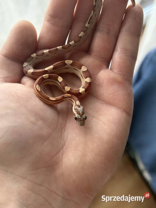 Wąż zbożowy Motley Jaworzno