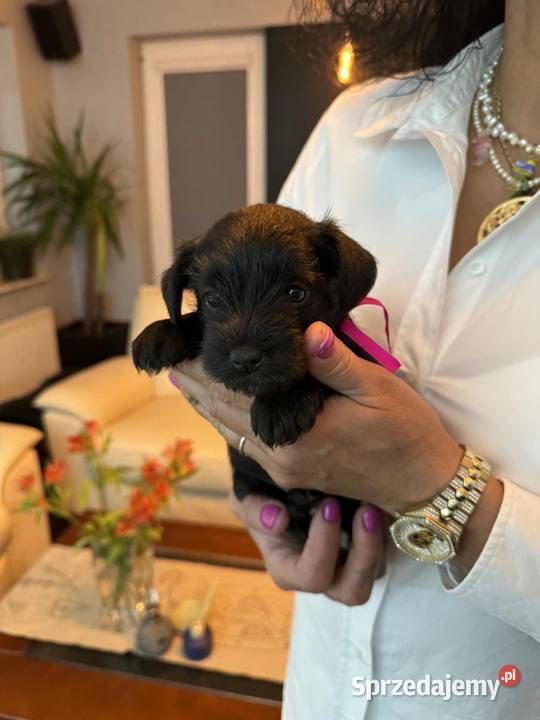 Sznaucery miniaturowe Chełm