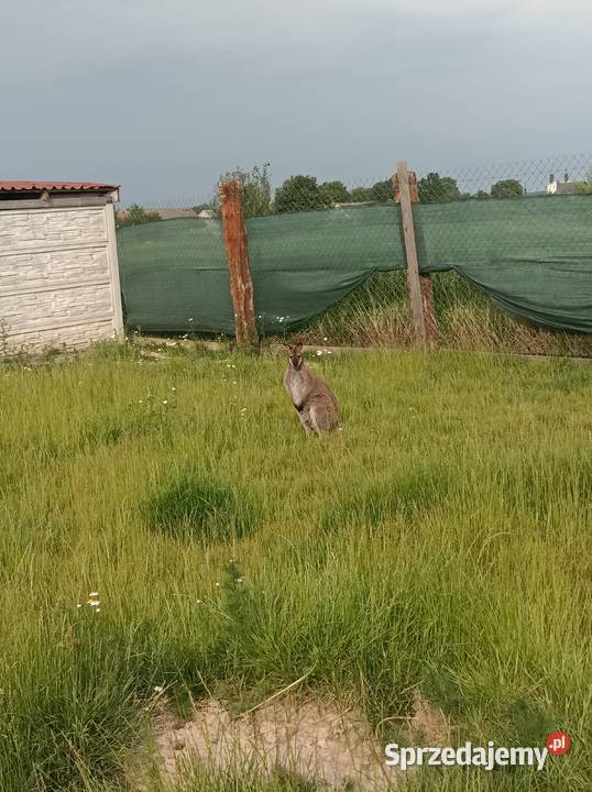 Sprzedam kangura Konieczno