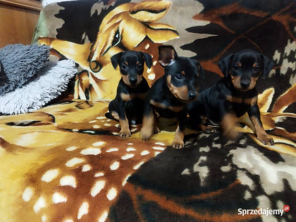 Pinczery miniaturowe Stary Dzików