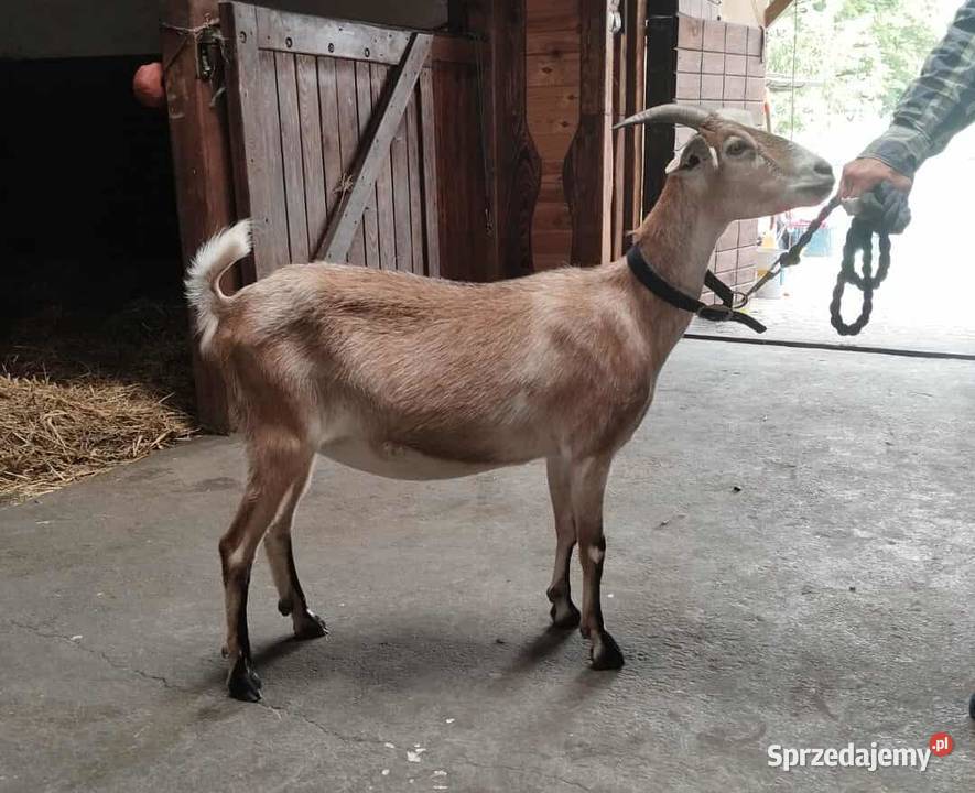 Sprzedam 2 letnią kozę Giełda zwierząt Słotwin