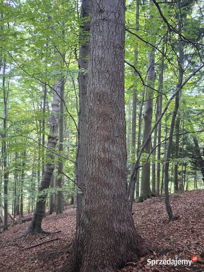 Sprzedam Las w Przysietnicy 103.07m małopolskie Przysietnica