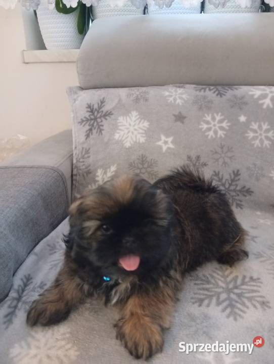 Śliczne shih tzu Szczerców