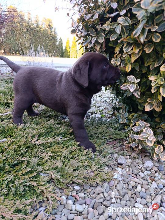 Labrador czekoladowe szczeniaczki Tarnów