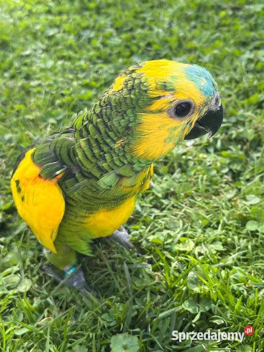 Papuga Amazonka Xanthopteryx Kęty