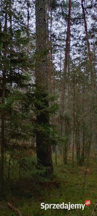Sprzedam drewno tartaczne sosna topola opał Harasiuki