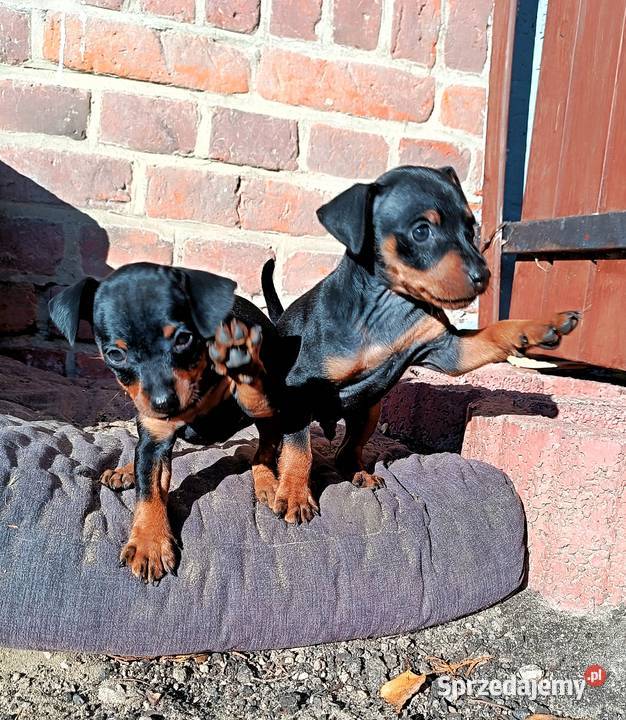 Pinczer Miniaturowy FCI szczenięta Gardeja sprzedam