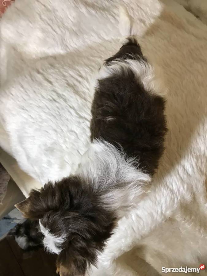 York biro piesek got do odbioru Chojnice sprzedam