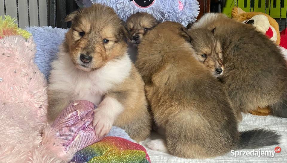 Owczarek skocki Pszczółki