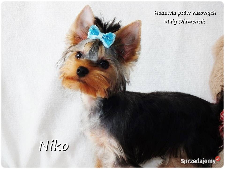 York Yorkshire Terrier Malutki Mini XS Piesek lubuskie Żary