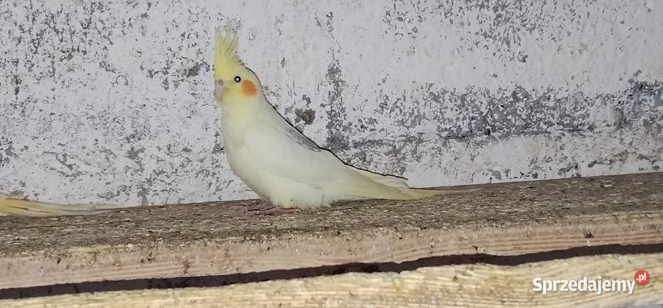 Świergotki różne mutacje i nimfy 2025