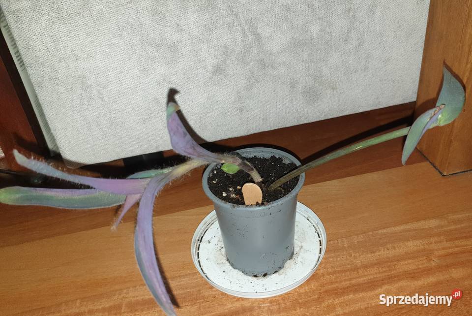 Trzykrotkasetkrezja purpurowa pięknie się Warszawa sprzedam