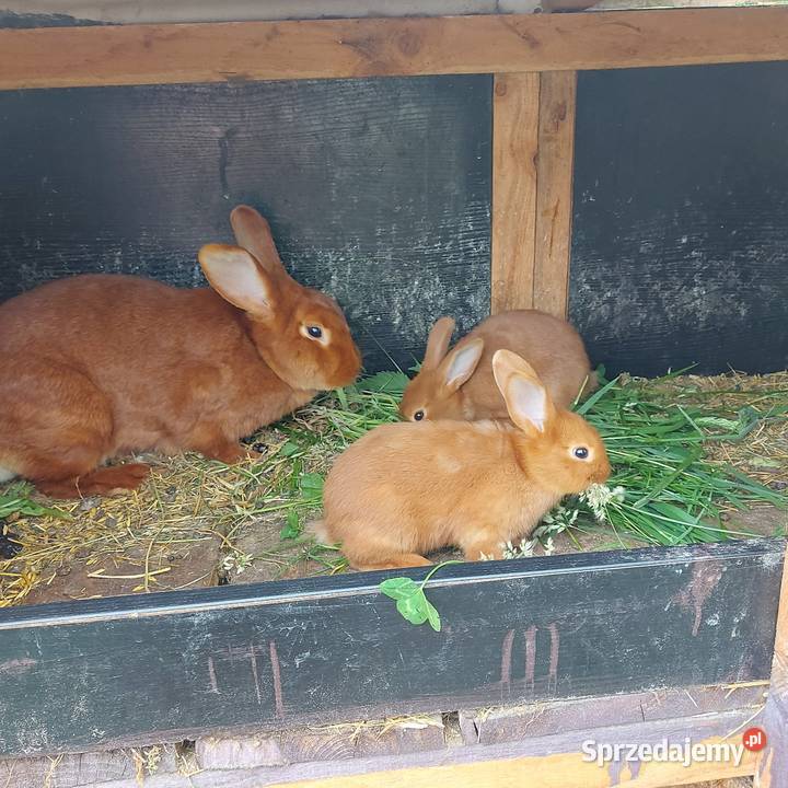 Króliki nowozelandzkie Mińsk Mazowiecki