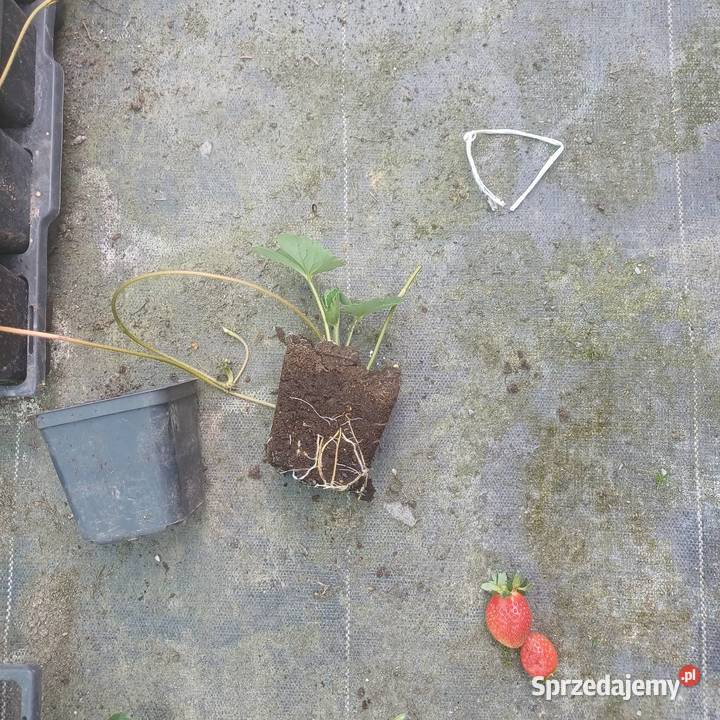 Sprzedam Flanc Truskawki powtarzalne Zamość