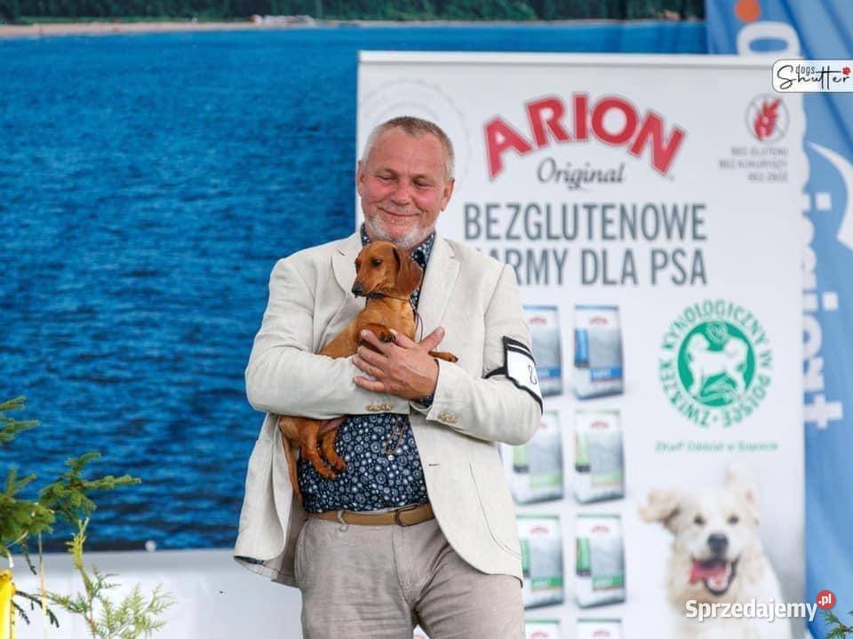 Jamnik krótkowłosy Króliczy Miniaturowy Jamnik Piaseczno