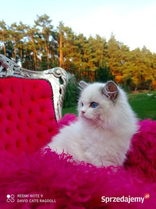 Ragdoll Kocurek Blue Bicolor FIFE FPL Wschowa