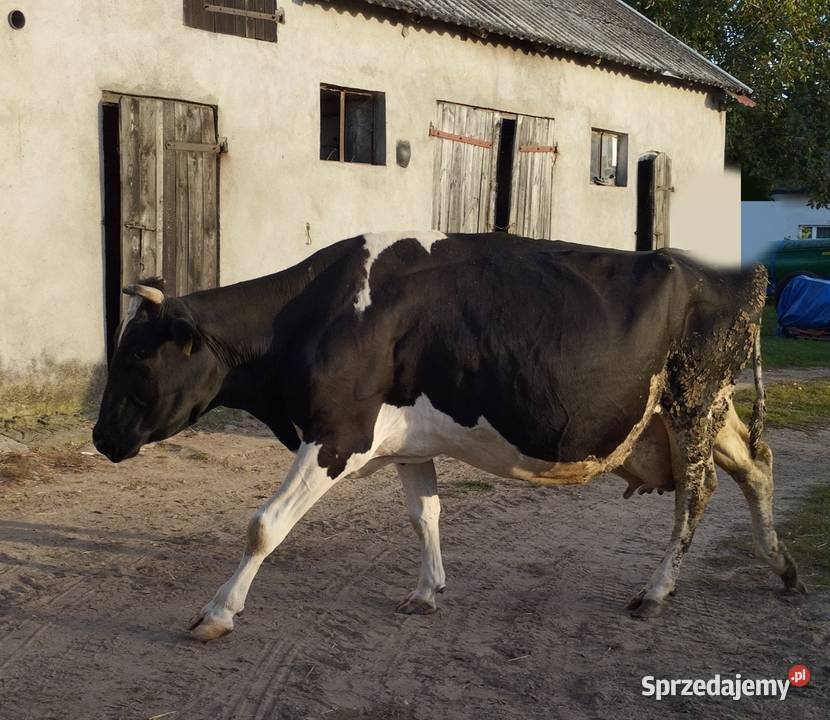 Sprzedam krowy cielne Lipowiec Kościelny