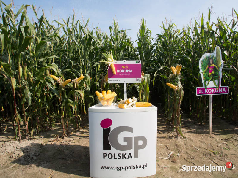 Materiał siewny kwalifikowany kukurydza IGP Poznań