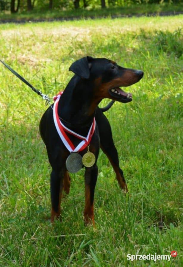 PINCZER ŚREDNI NIEMIECKI ZAPOWIEDŹ REZERWACJA Pozostałe Katowice sprzedam